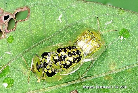 Green Tortoise Beetle - Cassida compuncta/FAMILY CHRYSOMELIDAE. "mating - three in one  Cassida compuncta,Geotagged,Green Tortoise Beetle,Indonesia,Summer