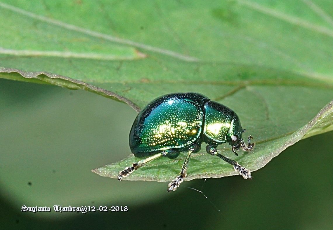 Dark Green Leaf beetle - Chrysomelidae  Geotagged,Indonesia,Summer