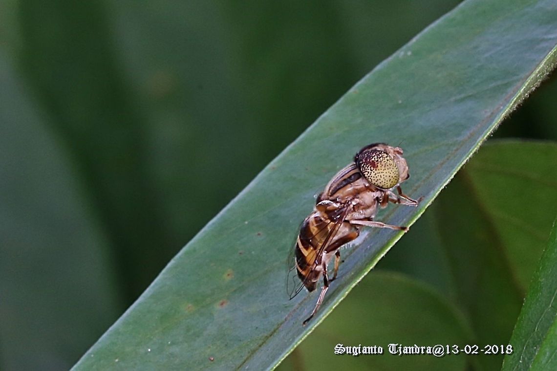 Hoverfly,  Eristalinus sp  Geotagged,Indonesia,Summer
