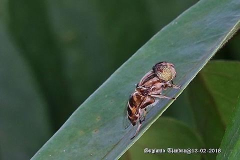 Hoverfly,  Eristalinus sp  Geotagged,Indonesia,Summer