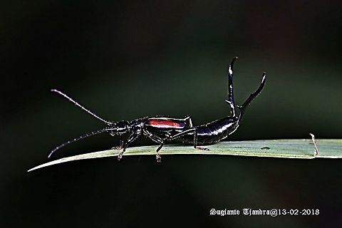 Earwig  Geotagged,Indonesia,Summer