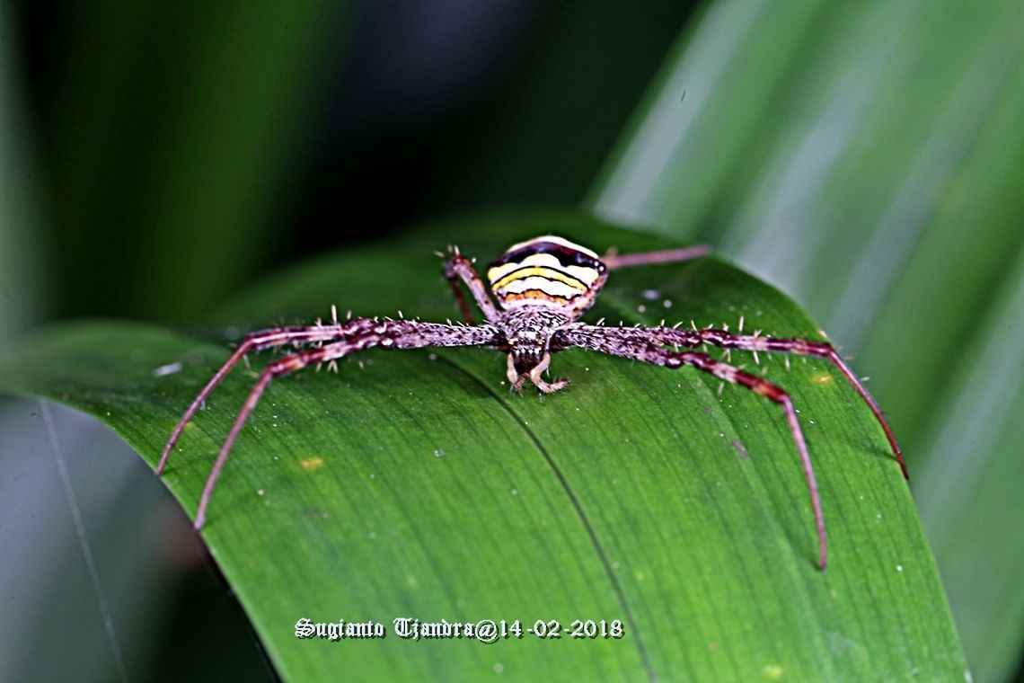 Argiope Spider  Geotagged,Indonesia,Summer
