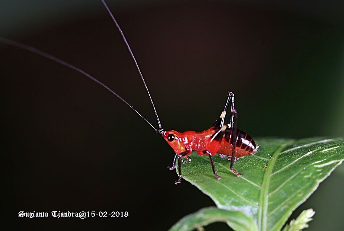 Red bush-cricket/Katydid, Conocephalus melanus, Tettigoniidae Sp.  Conocephalus melanus,Geotagged,Indonesia,Summer