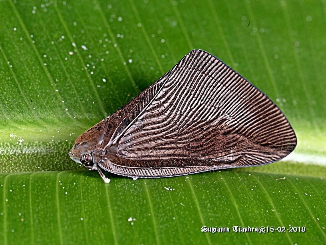 Brown planthopper  Geotagged,Indonesia,Summer