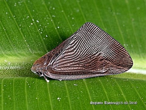Brown planthopper  Geotagged,Indonesia,Summer