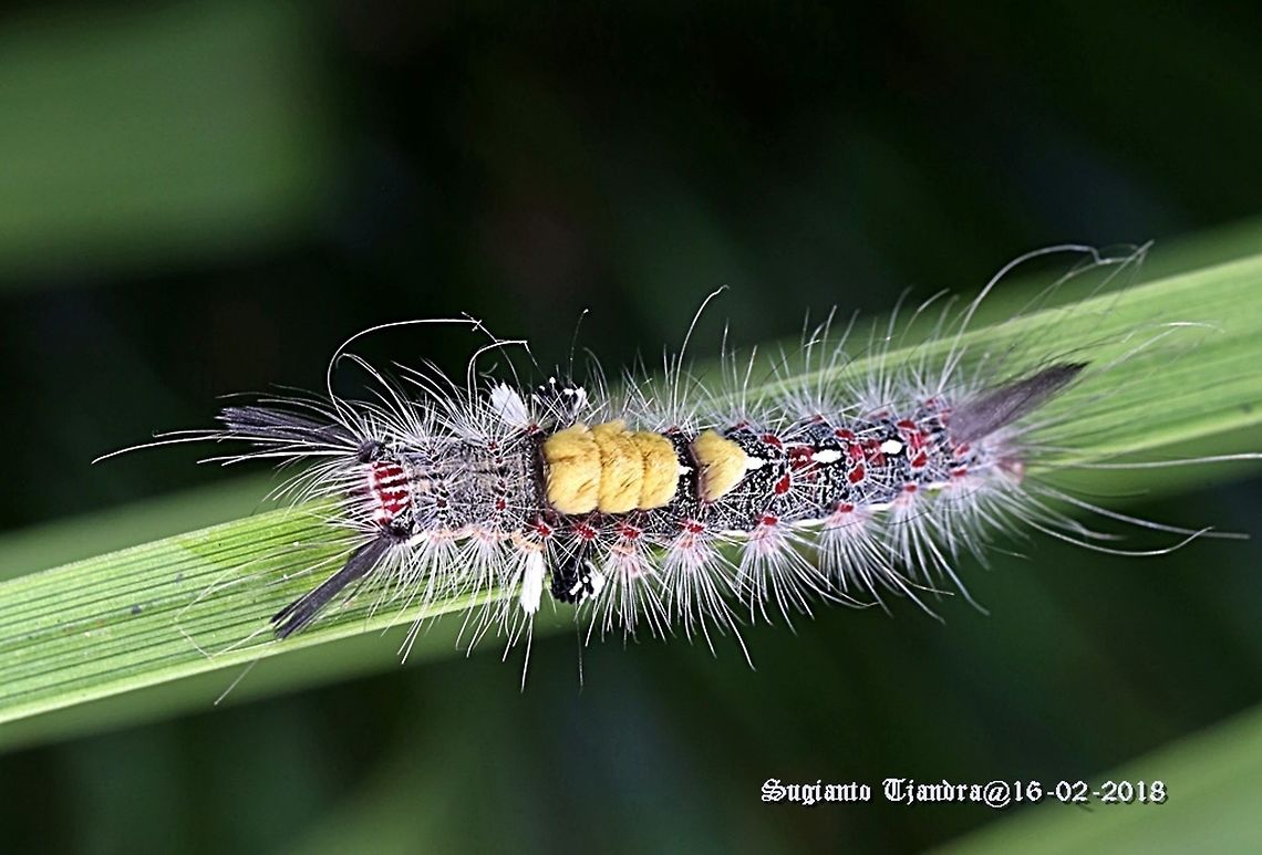 Caterpillar  Geotagged,Indonesia,Summer