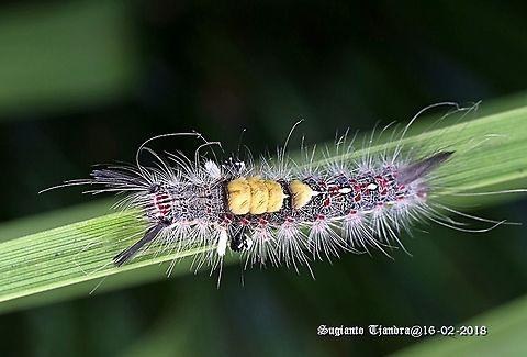 Caterpillar  Geotagged,Indonesia,Summer