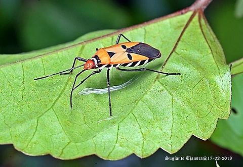 The Red cotton bug (Dysdercus cingulatus)  Dysdercus cingulatus,Geotagged,Indonesia,Red cotton bug,Summer