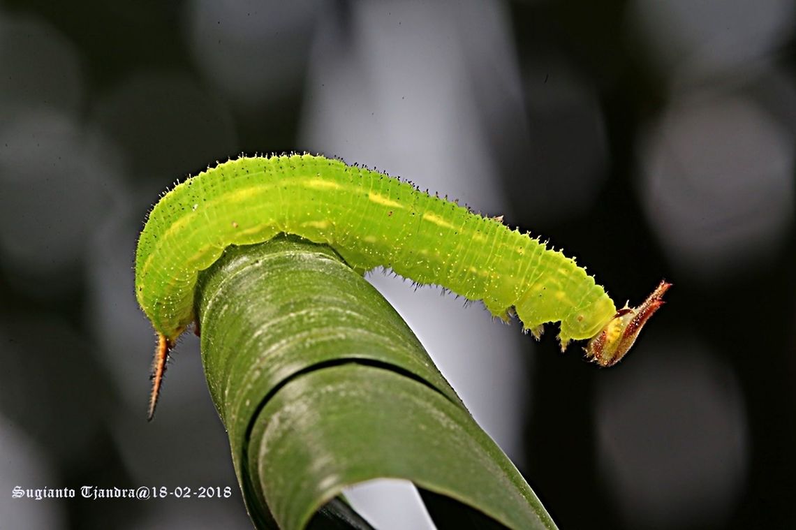 Green Caterpillar-Tawny Palmfly (Elymnias panthera Sp)  Elymnias panthera,Geotagged,Indonesia,Summer