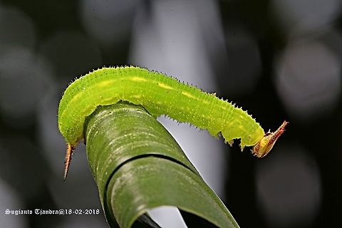 Green Caterpillar-Tawny Palmfly (Elymnias panthera Sp)  Elymnias panthera,Geotagged,Indonesia,Summer