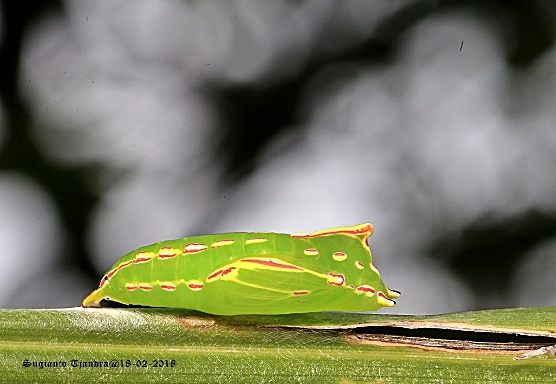 Pupa of Green Caterpillar-Tawny Palmfly (Elymnias panthera Sp)  Elymnias panthera,Geotagged,Indonesia,Summer,Tawny palmfly