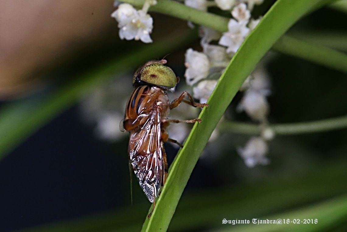 Big-headed Hoverfly, Eristalinus sp  Eristalinus megacephalus,Geotagged,Indonesia,Summer