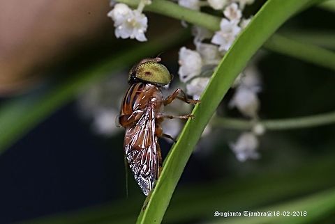Big-headed Hoverfly, Eristalinus sp  Eristalinus megacephalus,Geotagged,Indonesia,Summer