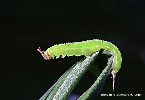 Green Caterpillar-Tawny/Common Palmfly (Elymnias panthera Sp.)  Common Palmfly,Elymnias hypermnestra,Geotagged,Indonesia,Summer