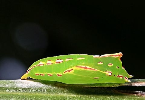 Pupa of the Green Caterpillar-Tawny/Common Palmfly (Elymnias panthera Sp.)  Common Palmfly,Elymnias hypermnestra,Geotagged,Indonesia,Summer
