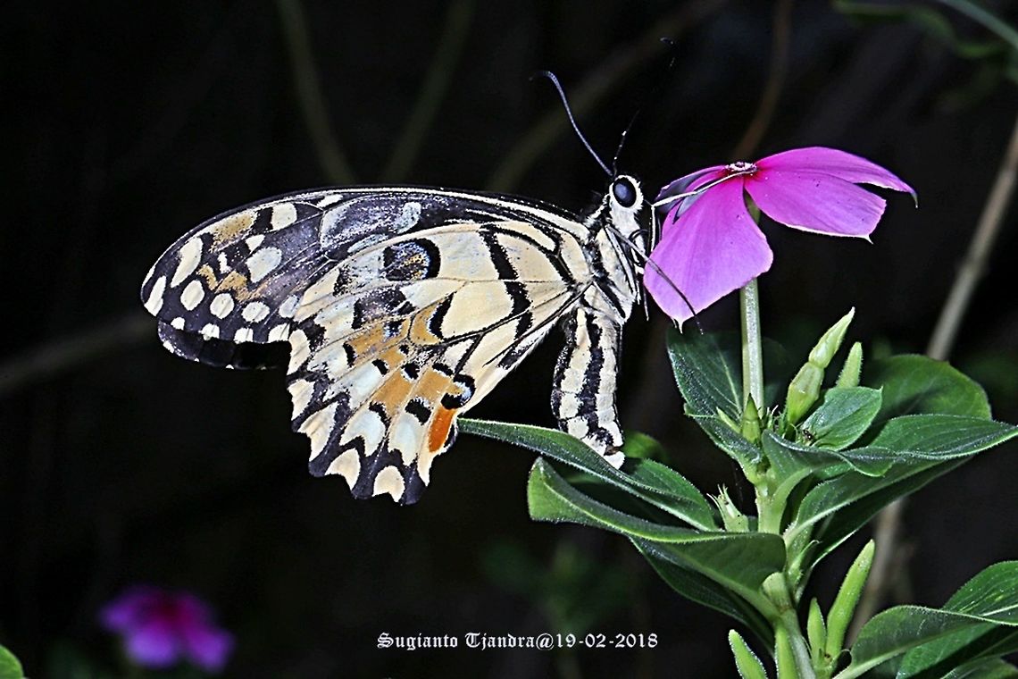 Common Lime butterfly (Papilio demoleus)  Common Lime Butterfly,Geotagged,Indonesia,Papilio demoleus,Summer