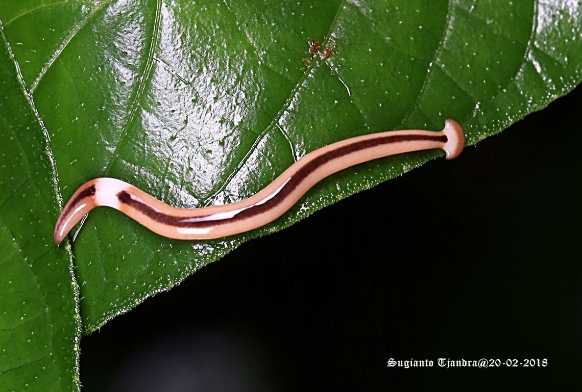Hammerhead worm, Bipalium Kewense  Bipalium kewense,Geotagged,Indonesia,Summer