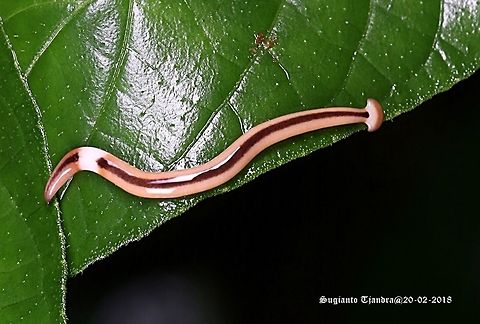 Hammerhead worm, Bipalium Kewense  Bipalium kewense,Geotagged,Indonesia,Summer