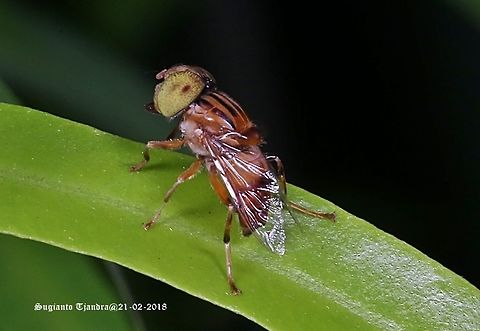 Big-headed Hoverfly, Eristalinus sp  Eristalinus megacephalus,Eristalinus sepulchralis,Eristalinus sp,Geotagged,Indonesia,Summer