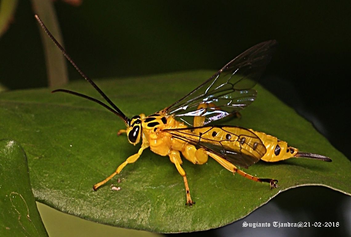 Ichneumon Wasp - Xanthopimpla_stemmator (Thunberg)  Geotagged,Indonesia,Summer,Xanthopimpla stemmator