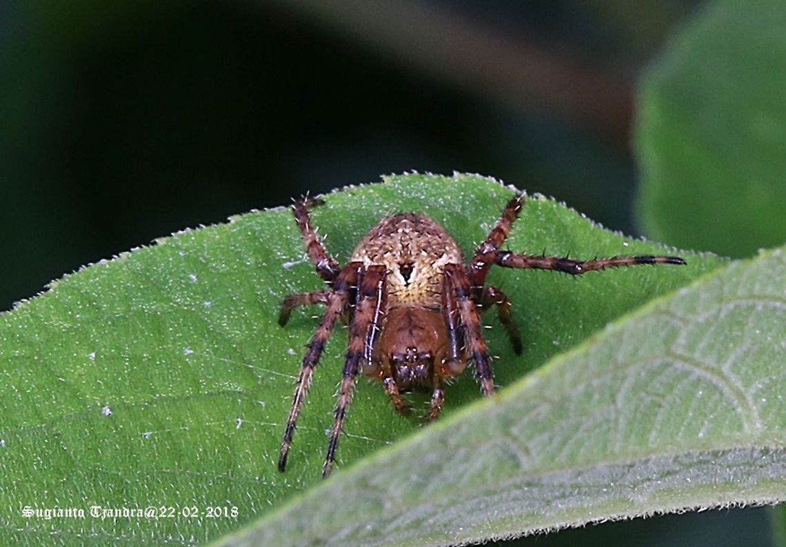 Orb weaver spider (Neoscona sp.)  Geotagged,Indonesia,Summer