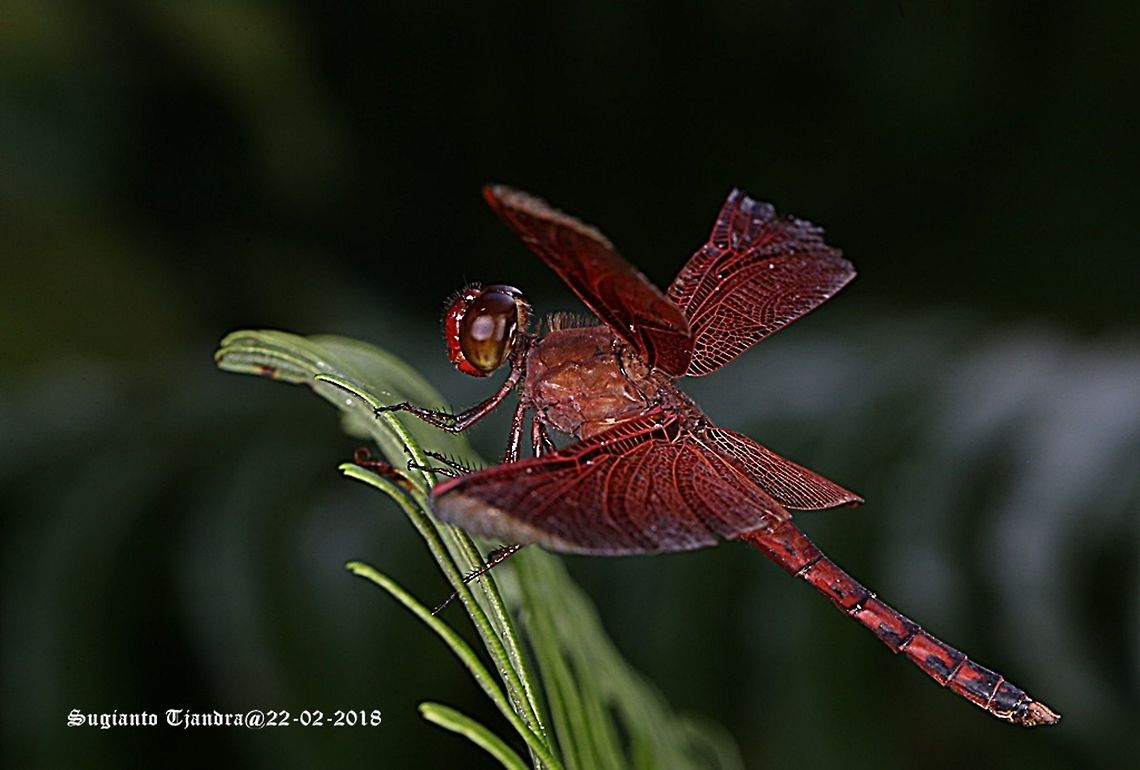 Red Grasshawk Dragonfly / Neurothemis fluctuans, Neurothemis sp  Geotagged,Indonesia,Neurothemis fluctuans,Red Grasshawk,Summer