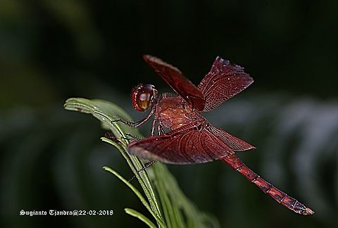 Red Grasshawk Dragonfly / Neurothemis fluctuans, Neurothemis sp  Geotagged,Indonesia,Neurothemis fluctuans,Red Grasshawk,Summer