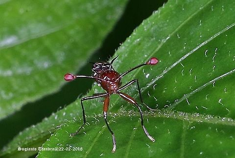 Stalk-eyed fly, Diopsidae Sp.  Geotagged,Indonesia,Summer