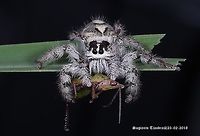 Jumping Spider, Hyllus diardi - Meals Time https://www.jungledragon.com/image/57620/jumping_spider_salticidae_-_big_meal.html Geotagged,Hyllus diardi,Indonesia,Summer