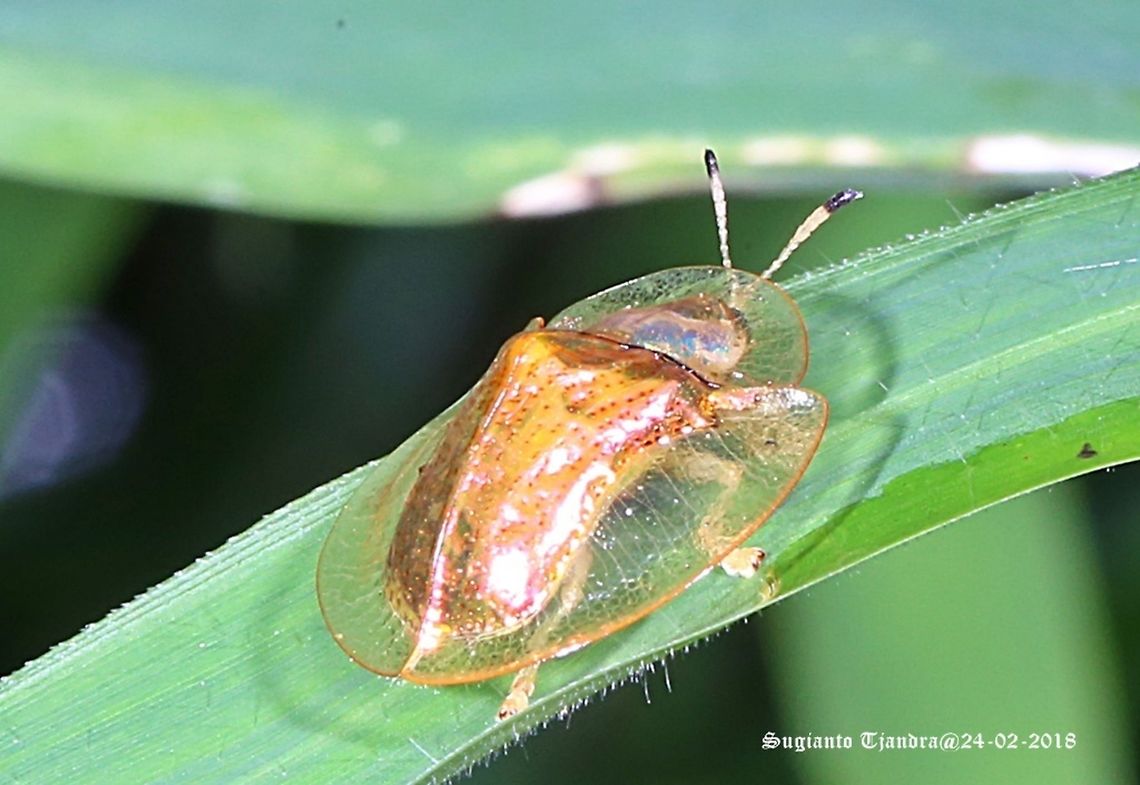 Golden tortoise beetle, Chrysomelidae.  Geotagged,Indonesia,Summer