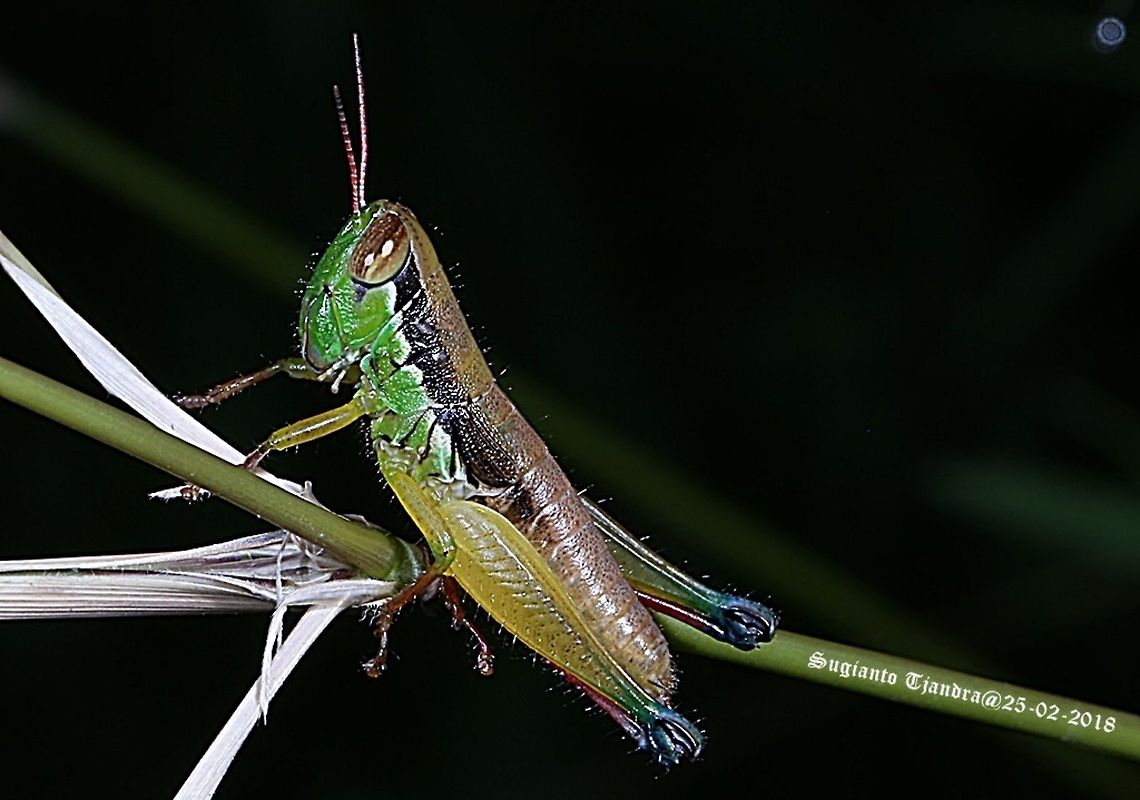 Grasshopper, Caryandra Spuria  Caryanda spuria,Geotagged,Indonesia,Summer
