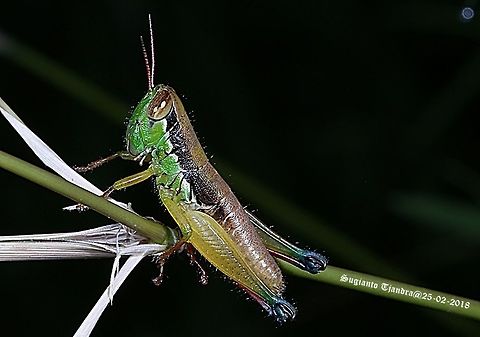Grasshopper, Caryandra Spuria  Caryanda spuria,Geotagged,Indonesia,Summer