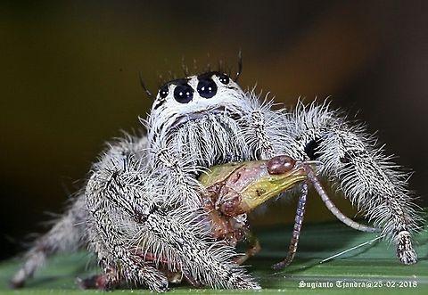 Jumping Spider, Hyllus diardi- Big Meal https://www.jungledragon.com/image/57531/jumping_spider_salticidae_-_meals_time.html Geotagged,Hyllus diardi,Indonesia,Summer