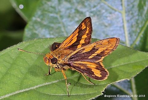Skipper (Hesperiidae) Butterfly  Geotagged,Indonesia,Summer