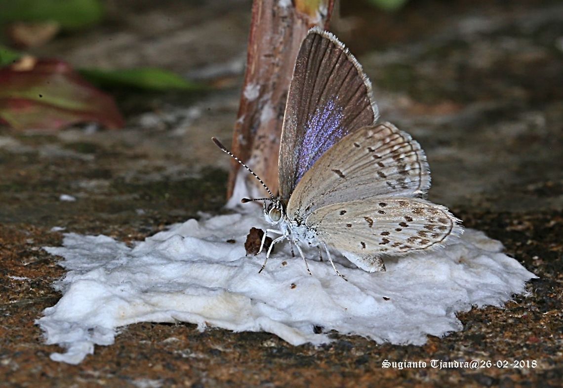 Lycaenidae Butterfly  Geotagged,Indonesia,Lesser grass blue,Summer,Zizina otis