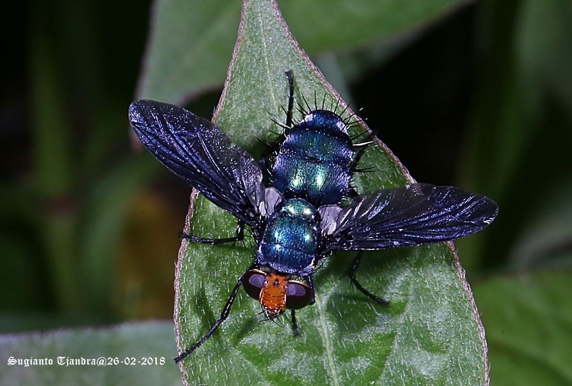 Large black-winged Blue Fly, Trichopoda (???) Size appr. 2-2.5Cm. Geotagged,Indonesia,Summer