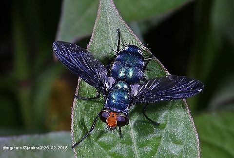 Large black-winged Blue Fly, Trichopoda (???) Size appr. 2-2.5Cm. Geotagged,Indonesia,Summer