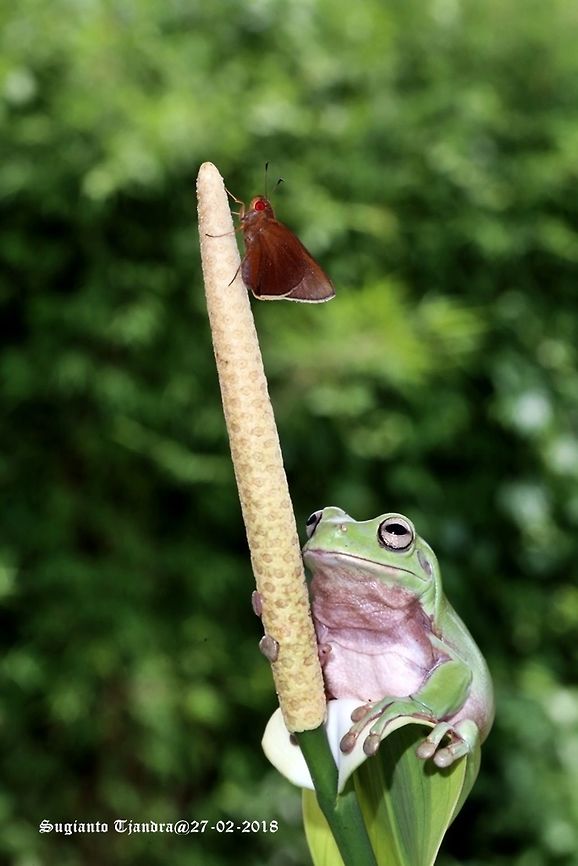 The Legend of a Dumpy frog & a Red-eyes Skipper butterfly  Geotagged,Indonesia,Litoria infrafrenata,Summer,White-lipped tree frog
