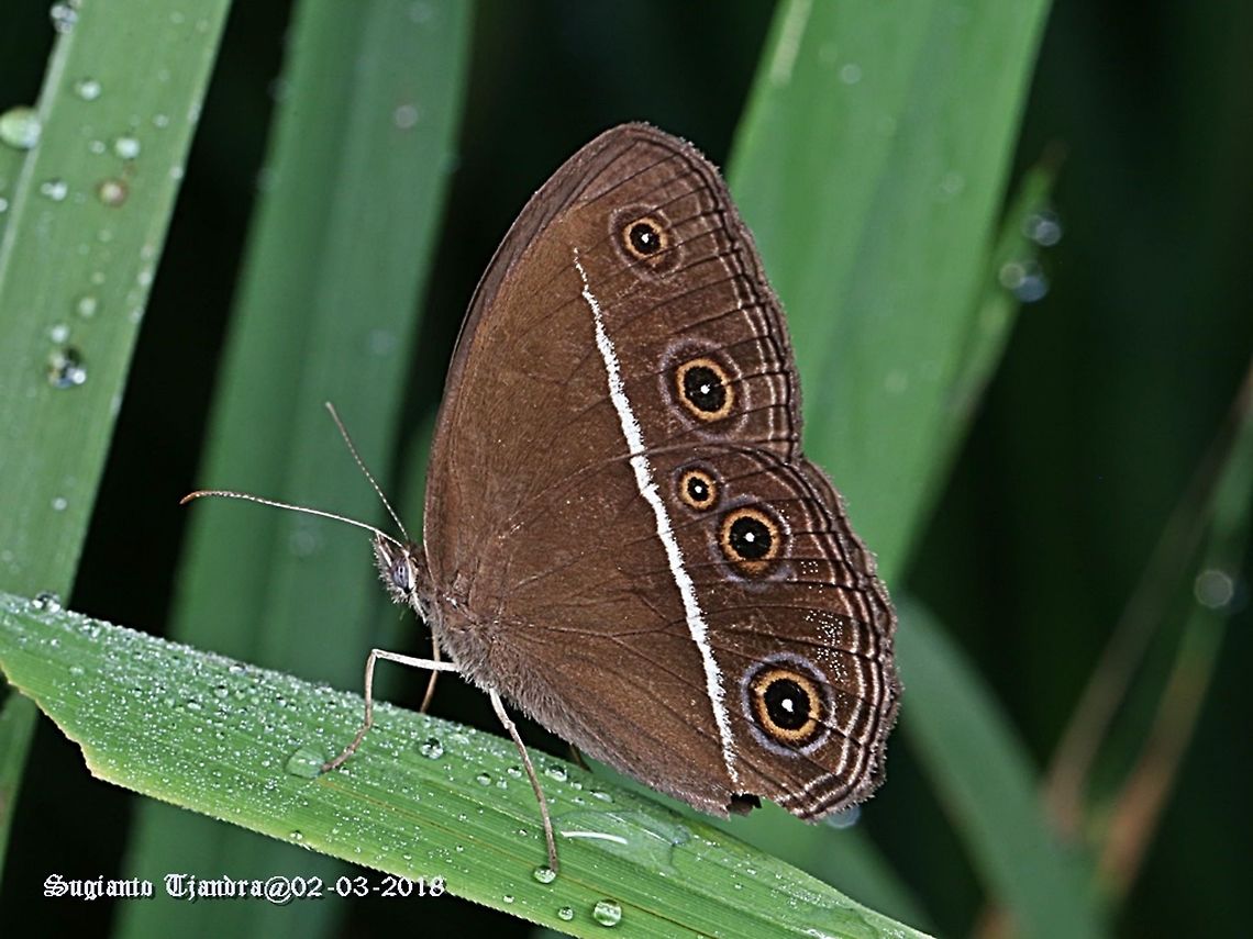 Dark Grass Brown Butterfly, Orsotriaena medus cinerea Sp.  Dark Grass-Brown,Geotagged,Indonesia,Orsotriaena medus,Summer