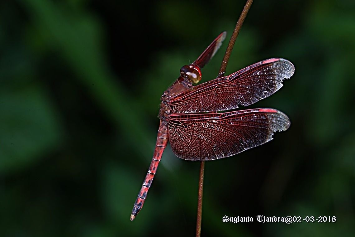 Red Grasshawk Dragonfly / Neurothemis fluctuans, Neurothemis sp  Geotagged,Indonesia,Neurothemis fluctuans,Red Grasshawk,Summer