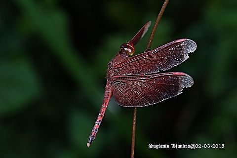 Red Grasshawk Dragonfly / Neurothemis fluctuans, Neurothemis sp  Geotagged,Indonesia,Neurothemis fluctuans,Red Grasshawk,Summer