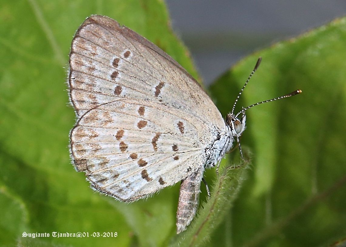 Lycaenidae Butterfly  Geotagged,Indonesia,Lesser grass blue,Summer,Zizina otis