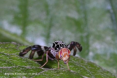 Fruit Fly, Procecidochares atra https://www.jungledragon.com/image/57799/fruit_fly_ceratitis_sp.html Geotagged,Indonesia,Procecidochares atra,Summer