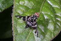 Fruit Fly https://www.jungledragon.com/image/57798/fruit_fly_ceratitis_sp.html Geotagged,Indonesia,Procecidochares atra,Summer