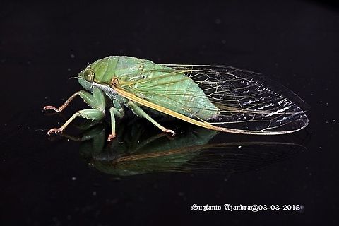 Green Cicada, Cicadidae Sp.  Geotagged,Indonesia,Summer