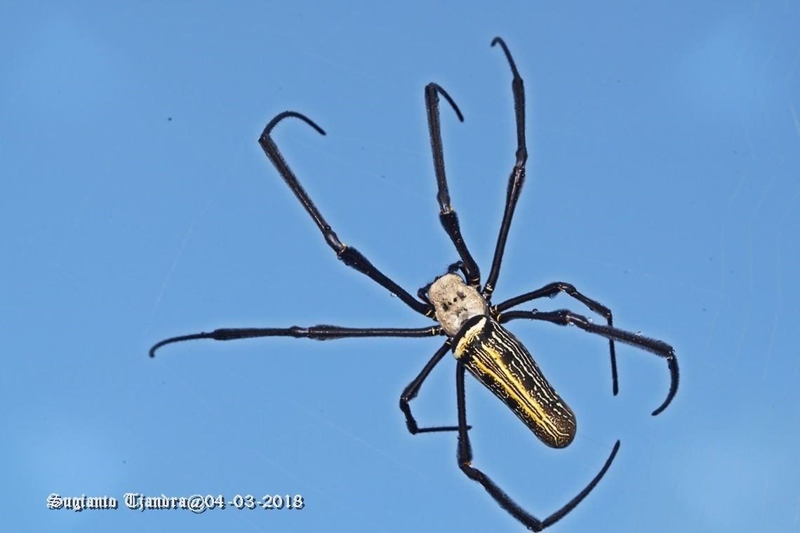 NEPHILA SPIDER  Geotagged,Indonesia,Nephila pilipes,Summer