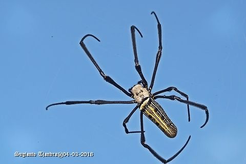 NEPHILA SPIDER  Geotagged,Indonesia,Nephila pilipes,Summer