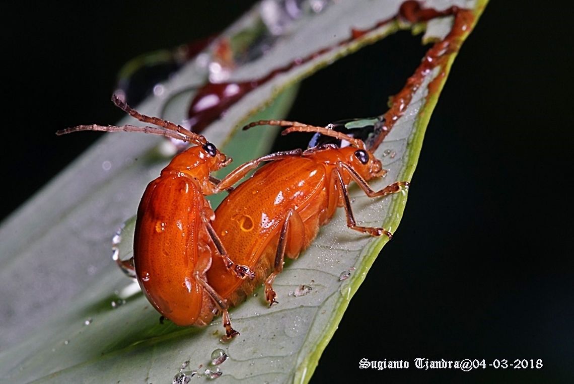 Large orange leaf beetles - "Mating"  Geotagged,Indonesia,Summer