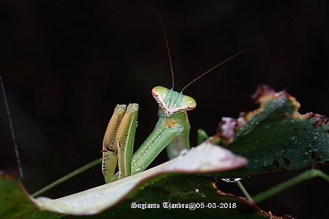 Praying Mantis, Tenodera Sp, family of Mantidae  Geotagged,Indonesia,Summer