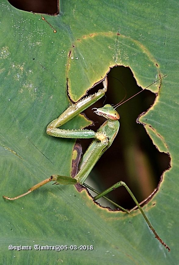 Praying Mantis, Tenodera Sp, family of Mantidae  Geotagged,Indonesia,Summer